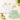 Limonata Grove Set